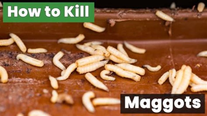 Best way to kill Craw Maggots