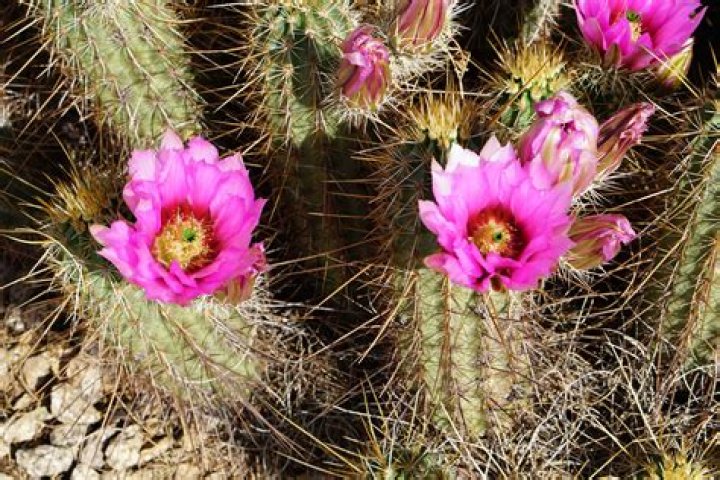 Cactus grows faster with more chunks rendered?