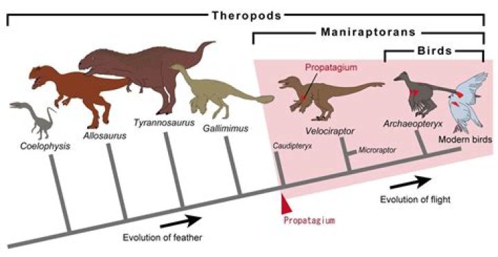 Do tamed oviraptors promote pooping?