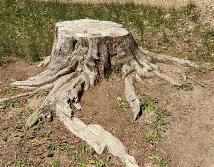 Do tree stumps do anything if you don't cut them down?