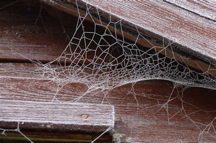 How can I get rid of spiders webs?