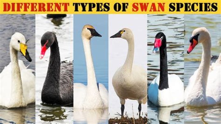 How do I defeat Swans as a melee-oriented character?