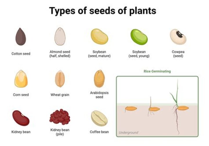 How do I plant seeds in Terraria mobile?
