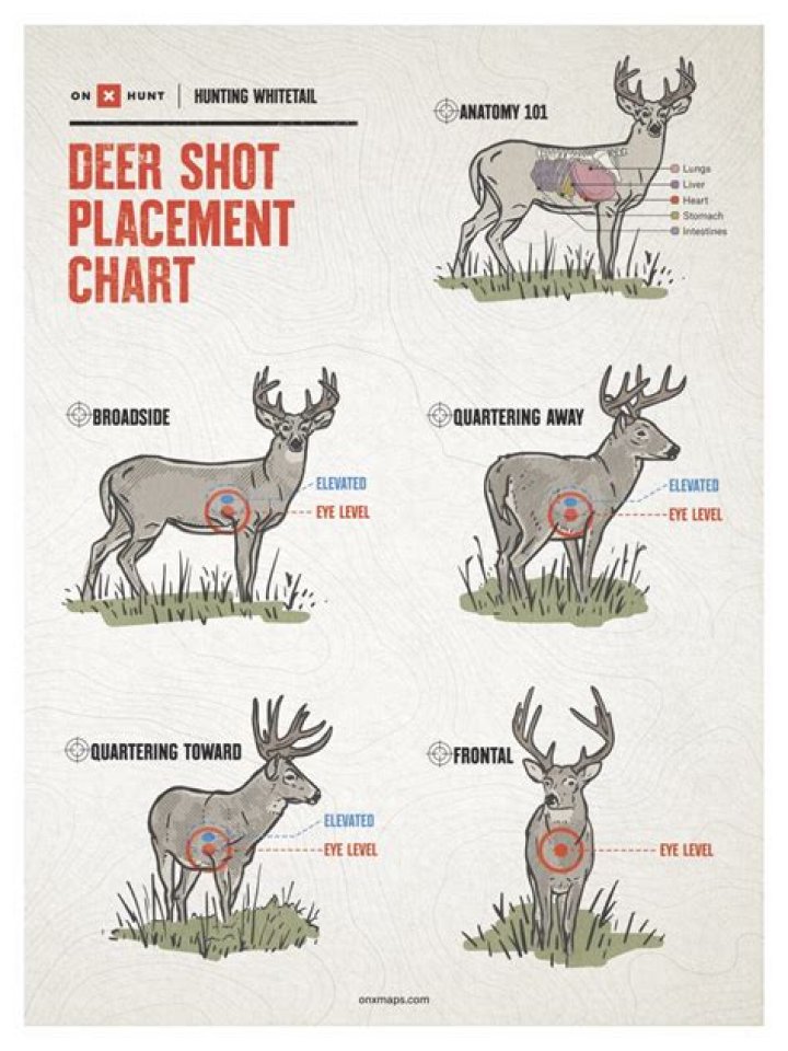 How do I "shoot and kill 5 rabbits" for the Sharpshooter challenge?