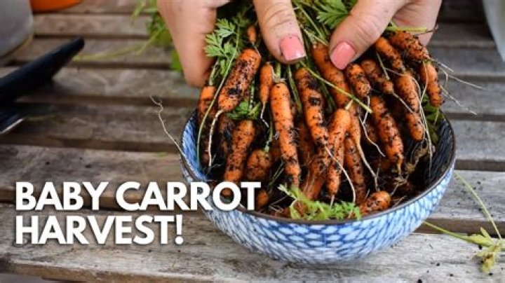 How do you harvest carrots in creative mode?