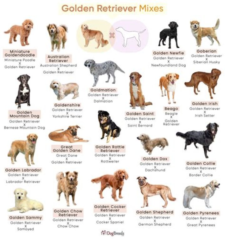 How many Golden Enemies are there?