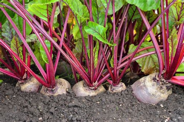 How to make farmer villagers plant other plants (mine are only planting beetroot)