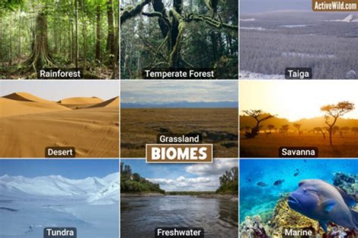 I've just happened to come across some biomes, and I want to know how rare it is