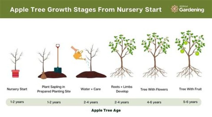 Is there a minimum spacing planted trees need to grow?