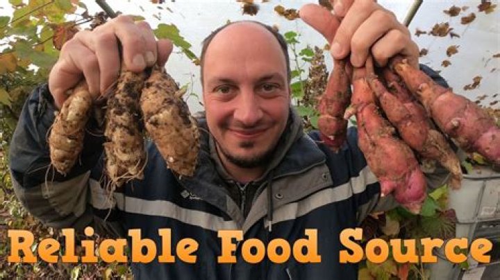 Reliable food source?