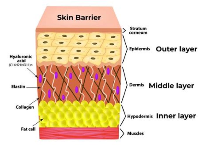 What's the difference between armor, barrier, and shields?