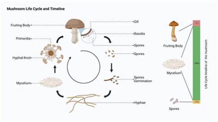 What can I do with Mushroom/Glittering Spores?