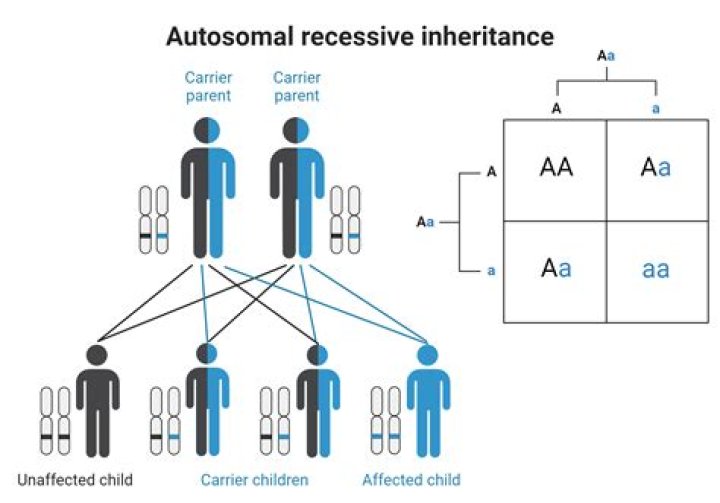 What determines SPECIAL inheritance in children?