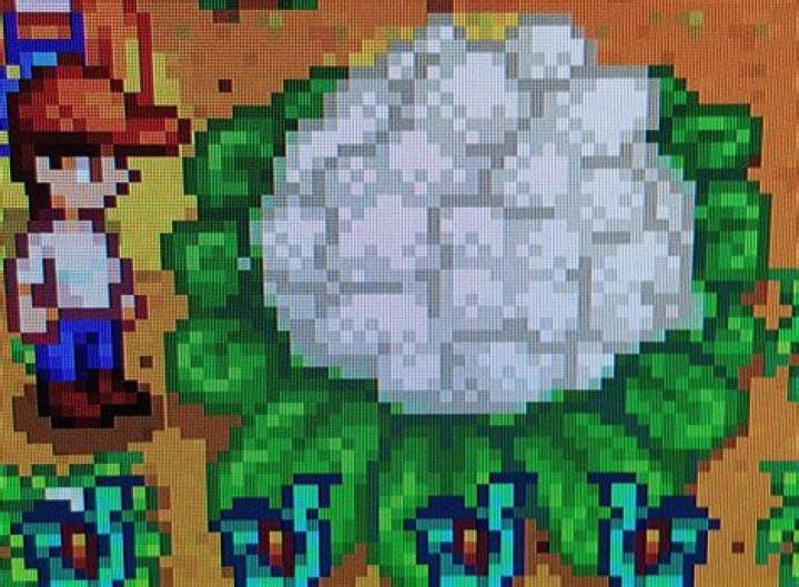 What in the world happened with my cauliflower?