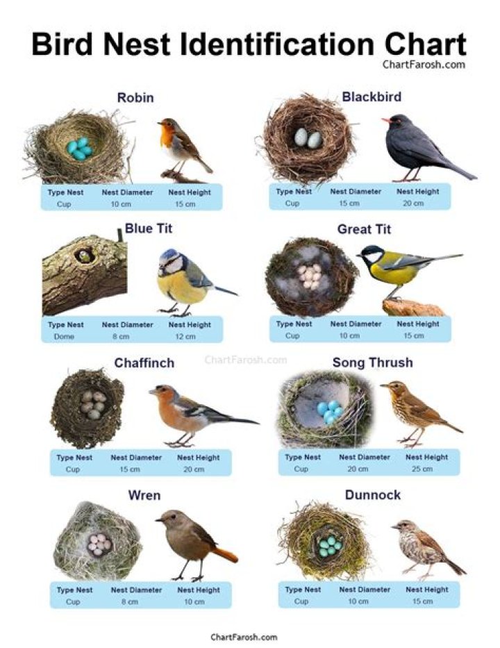 What is this bird nest for and why does it glow?