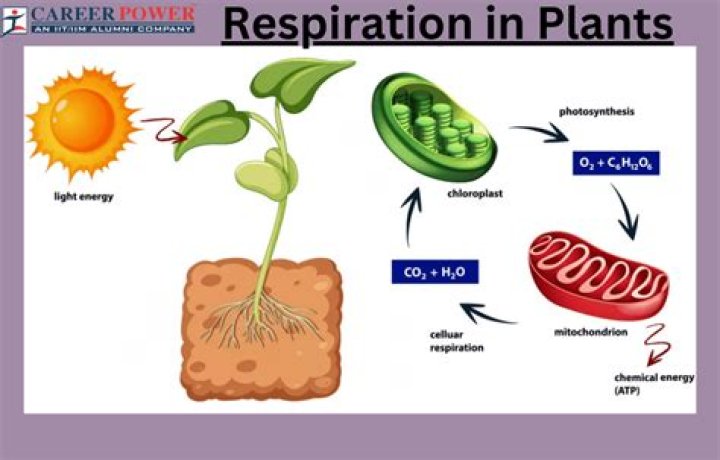 Where can I find plant fiber?