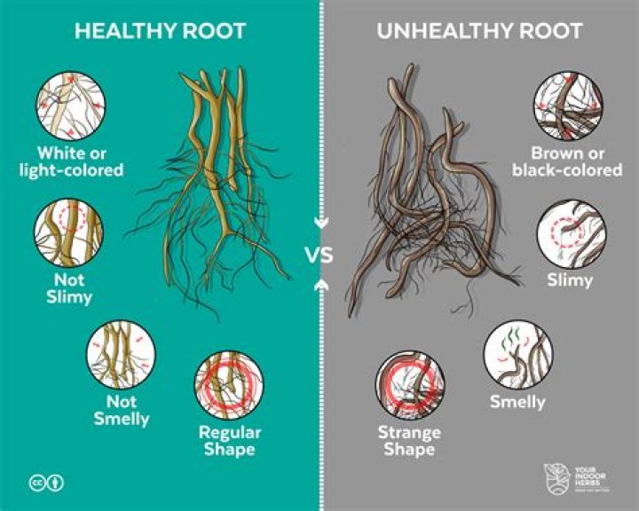 Why are roots of unity evenly spaced?