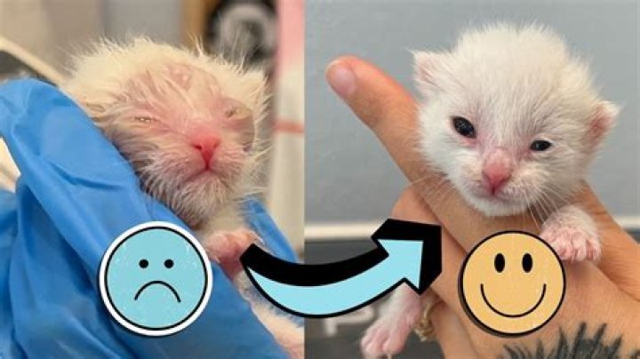 Why does my kitten village change name?