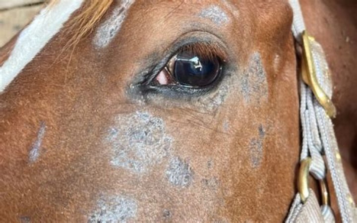 Why I can't go anywhere on my horse?